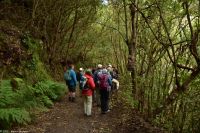 Wanderung durch den märchenhaften Lorbeerwald