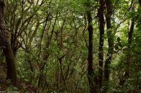 Wanderung durch den märchenhaften Lorbeerwald