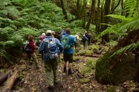 Wanderung durch den märchenhaften Lorbeerwald