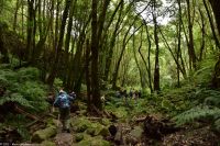 Wanderung durch den märchenhaften Lorbeerwald