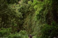 Wanderung durch den märchenhaften Lorbeerwald - Eine riesige grüne senkrechte Wand