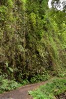 Wanderung durch den märchenhaften Lorbeerwald
