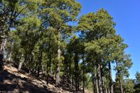 Pinienwald auf La Palma