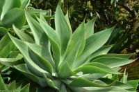 Santa Cruz de La Palma - Finca de la Principal