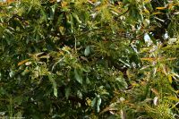 Santa Cruz de La Palma - Finca de la Principal - Avocado-Bäume