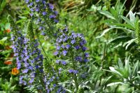 Santa Cruz de La Palma - Finca de la Principal