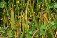 Santa Cruz de La Palma - Finca de la Principal