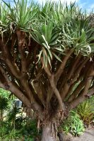 Santa Cruz de La Palma - Finca de la Principal - Drachenbaum