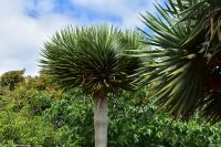 Santa Cruz de La Palma - Finca de la Principal