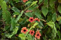 Santa Cruz de La Palma - Finca de la Principal