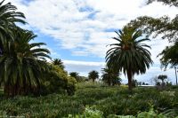 Santa Cruz de La Palma - Finca de la Principal - Strelitzien-Plantage