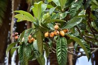 Santa Cruz de La Palma - Finca de la Principal - Mispeln