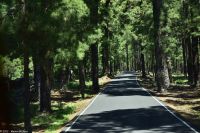 Pinienwald - auf dem Weg zum Mirador de la Cumbrecita