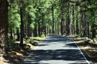 Pinienwald - auf dem Weg zum Mirador de la Cumbrecita