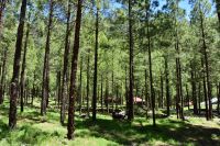Pinienwald - auf dem Weg zum Mirador de la Cumbrecita