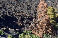 La Palma - Vulkanausbruch im Herbst 2021