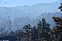 Ein Lavafluss mitten im Wald