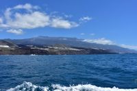 Whale Watching Tour in Tazacorte - der neue Lavastrom mündet im Meer