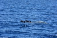 Whale Watching Tour in Tazacorte - Großer Tümmler