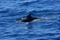 Whale Watching Tour in Tazacorte - Großer Tümmler