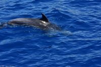 Whale Watching Tour in Tazacorte - Großer Tümmler