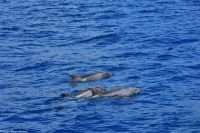 Whale Watching Tour in Tazacorte - Großer Tümmler
