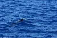 Whale Watching Tour in Tazacorte - Großer Tümmler