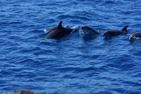 Whale Watching Tour in Tazacorte - Großer Tümmler