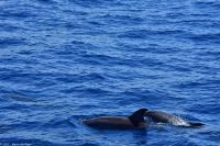 Whale Watching Tour in Tazacorte - Großer Tümmler