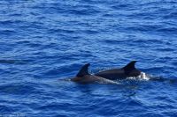 Whale Watching Tour in Tazacorte - Großer Tümmler