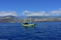 Whale Watching Tour in Tazacorte - Großer Tümmler