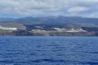 Whale Watching Tour in Tazacorte - Großer Tümmler und Lavafluss