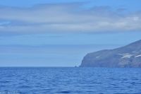 Whale Watching Tour - Westspitze