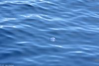 Whale Watching Tour - Portugiesische Galeeren