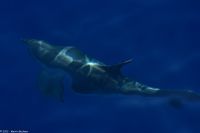 Whale Watching Tour - Großer Tümmler