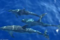 Whale Watching Tour - Großer Tümmler