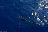 Whale Watching Tour - Großer Tümmler