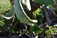 Wanderung im Nordesten - Cueva de Buracas - für diese Läuse (Farbpigmente) wurde der mexikanische Feigenkaktus auf den Kanaren angesiedelt