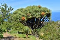 Wanderung im Nordesten - Cueva de Buracas - Drachenbaumwald