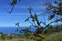 Wanderung im Nordesten - Cueva de Buracas - Mandelbäume