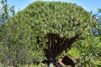 Wanderung im Nordesten - Cueva de Buracas - Drachenbaumwald
