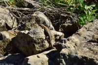 Wanderung im Nordesten - Cueva de Buracas - Drachenbaumwald