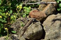 Wanderung im Nordesten - Cueva de Buracas - Drachenbaumwald