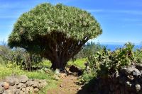 Wanderung im Nordesten - Cueva de Buracas - Drachenbaumwald