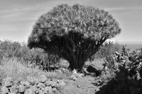 Wanderung im Nordesten - Cueva de Buracas - Drachenbaumwald
