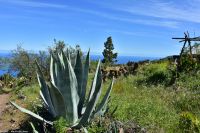 Wanderung im Nordesten - Cueva de Buracas - Agave