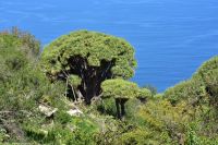 Wanderung im Nordesten - Cueva de Buracas - Drachenbaumwald
