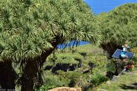 Wanderung im Nordesten - Cueva de Buracas - Drachenbaumwald