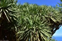 Wanderung im Nordesten - Cueva de Buracas - Drachenbaumwald