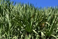 Wanderung im Nordesten - Cueva de Buracas - Drachenbaum im Detail!